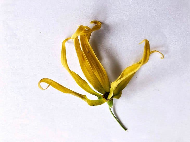 ylang ylang